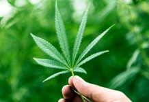 UK cannabis laws changing at dizzying speed – UK