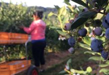 Farmers fear more crops will rot in fields as EU workers move abroad – UK