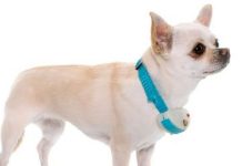 Electric shock collars for pets to be banned in England – UK
