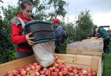 New visas for non-EU migrants to plug fruit-picking shortfall – UK