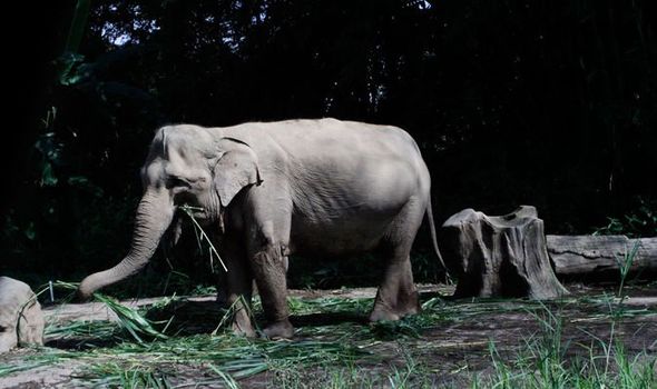 elephants