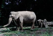 Animal extinction: Are we saying goodbye to our friends? | UK | News (Reports)