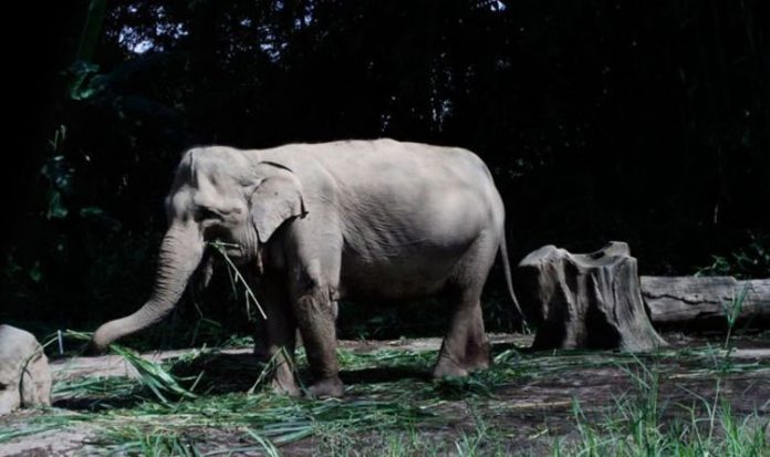 Animal extinction: Are we saying goodbye to our friends? | UK | News