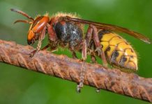 Asian hornets arrive in UK – Public alerted and ‘should not approach nests’ | UK | News (Reports)