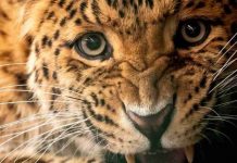 Big cat outbreak: Expert warns 500 big cats, including leopards and pumas, loose in UK | UK | News (Reports)