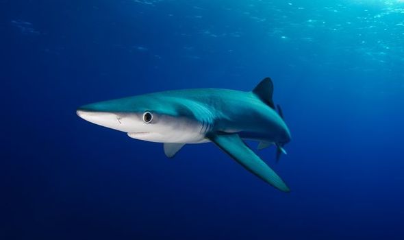 Blue shark