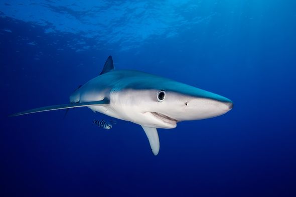 Blue shark