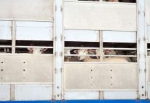 Brexit is ‘best chance to end cruel export of live animals’, charity says | UK | News (Reports)