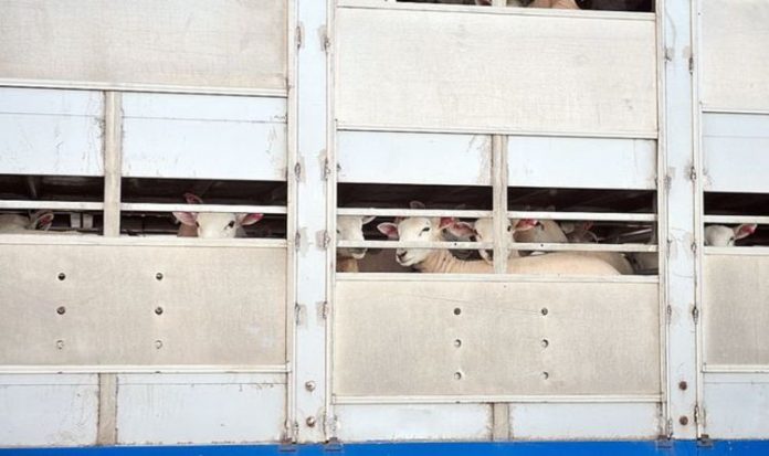 Brexit is 'best chance to end cruel export of live animals', charity says | UK | News