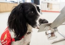 Coronavirus UK: Volunteers needed to train covid detection dogs – How to apply | UK | News (Reports)