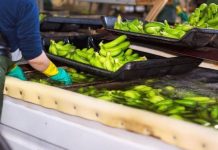 Coventry COVID outbreak: Nearly 200 banana packers to be tested after staff contract virus | UK | News (Reports)