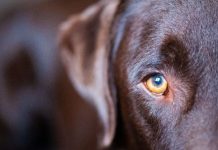 Dog theft warning: Police issue alert after suspicious chalk marks seen outside properties | UK | News (Reports)