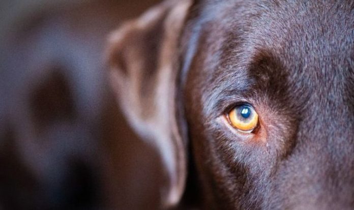 Dog theft warning: Police issue alert after suspicious chalk marks seen outside properties | UK | News