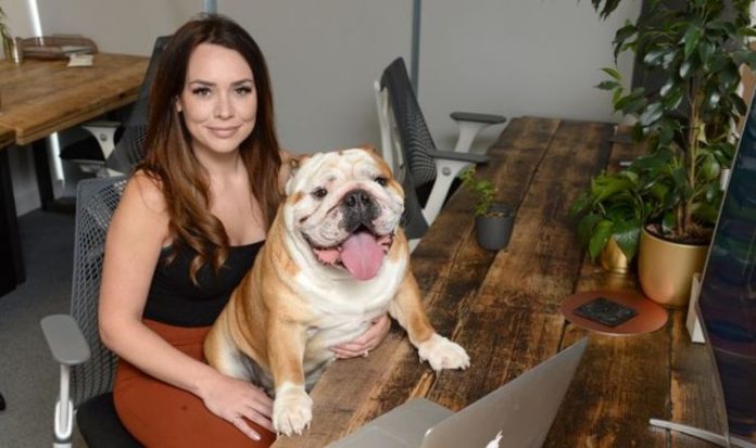 Dogs head to the office! Waggy-tailed workers to join in big return | UK | News