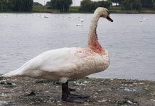 London news: Police hunt cruel animal-abuser who left swan covered in blood | UK | News (Reports)
