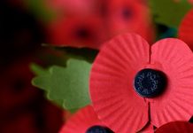 Poppy Appeal 2020 heartbreak: Hero sellers face chop as coronavirus sparks huge changes | UK | News (Reports)