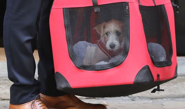 Puppy farms: Jack Russell Dilyn