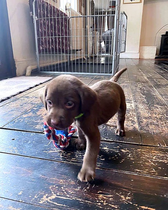 Puppy farms: chocolate labrador