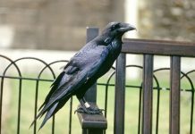 Royal Family history: What legend says will happen to royals if ravens flee London | Royal | News (Reports)