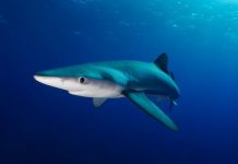 Shark news: Tourists shocked after spotting blue shark in popular UK seaside town | UK | News (Reports)