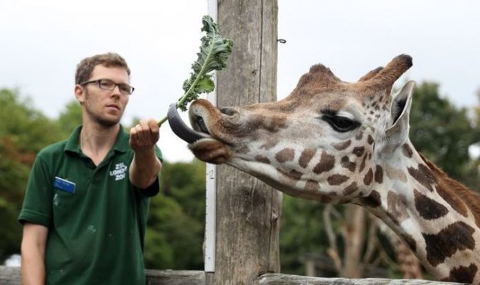 UK lockdown news: Zoo animals face existential threat – new coronavirus fund not enough | UK | News
