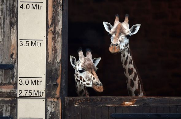 UK lockdown news giraffes zoo UK lockdown news giraffes zoo