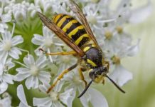 UK under attack: Alert issued after invasion of ‘bad-tempered’ and ‘drunk’ German wasps | UK | News (Reports)