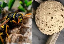 Wasp invasion warning as pests ‘size of space hoppers’ to invade homes | UK | News (Reports)