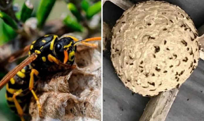 Wasp invasion warning as pests ‘size of space hoppers’ to invade homes | UK | News