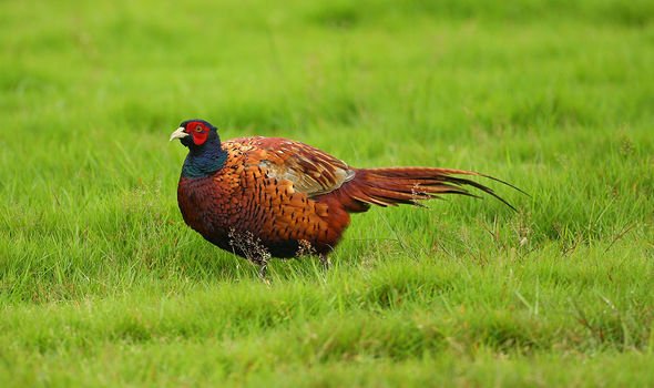 pheasant pheasant