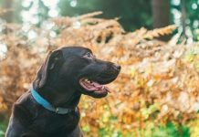Alabama rot warning: Multiple cases of fatal flesh-eating disease confirmed in UK dogs | UK | News (Reports)