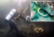Archaeology breakthrough: 3,000-year-old ‘rare’ British shipwreck’s incredible treasure | UK | News (Reports)