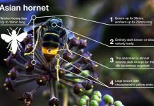 Asian hornet identified in Hampshire