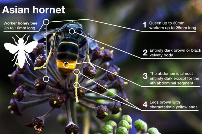 Asian hornet identified in Hampshire