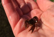 Crayfish rescued in Kendal ahead of planned gravel removal