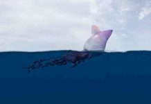 Deadly jellyfish invades UK beaches – warnig over Portuguese man o’ war | UK | News (Reports)