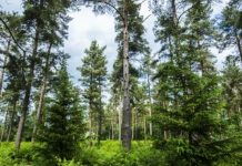 Forestry Commission operational update: coronavirus