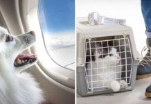 New pet travel rules for 2021 – you need to take action now | UK | News (Reports)