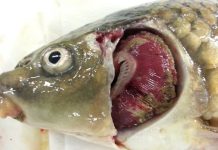 Outbreaks of Koi herpesvirus (KHV) disease in 2020