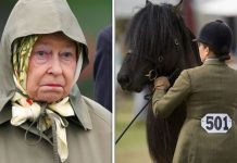 Queen heartbreak at tragic death of five adored Balmoral ponies | Royal | News (Reports)
