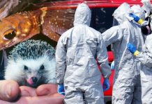 UK pandemic warning: Exotic pets could cause new deadly virus – call for action | UK | News (Reports)