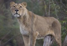 Vet gives life saving treatment to lockdown lioness Indi after brush with death | UK | News (Reports)