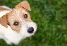 Vet issues warning to dog owners of mystery illness after pet becomes unwell | UK | News (Reports)