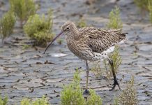 Wildlife protection plan to unlock Hampshire housebuilding