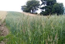 Environmental Land Management tests and trials: 23 Burns Farmer Group – Case study