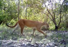 British Army protects big cats in Belize