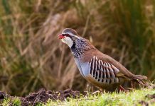 Defra concludes its review into releasing gamebirds on and around protected sites