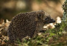 Five simple steps to transform gardens into ‘hedgehog havens’