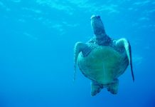 Global Ocean Alliance: 30 countries are now calling for greater ocean protection