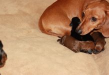 Government backs Animal Welfare (Sentencing) Bill as it takes crucial step forward